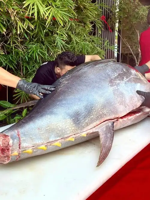 惠州日料360斤蓝鳍金枪鱼开鱼宴