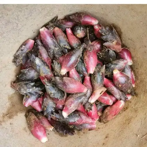 阳荷姜,洋荷姜孕妇能吃不