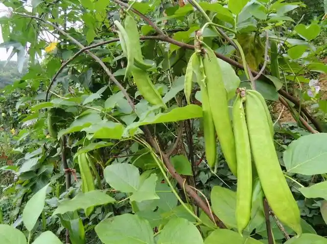大刀豆种植技术,无论在露地,家里都可以栽培,采收期长达几个月_管理