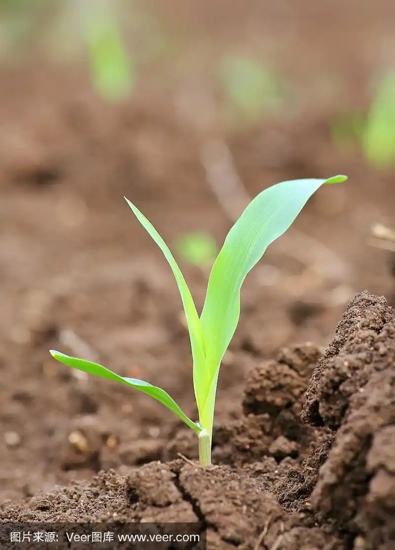 正在生长的绿色玉米幼苗发芽