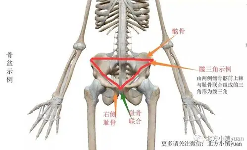 今天袁教练就来教你如何做到骨盆中立位当关节与肌肉处于最佳排列时