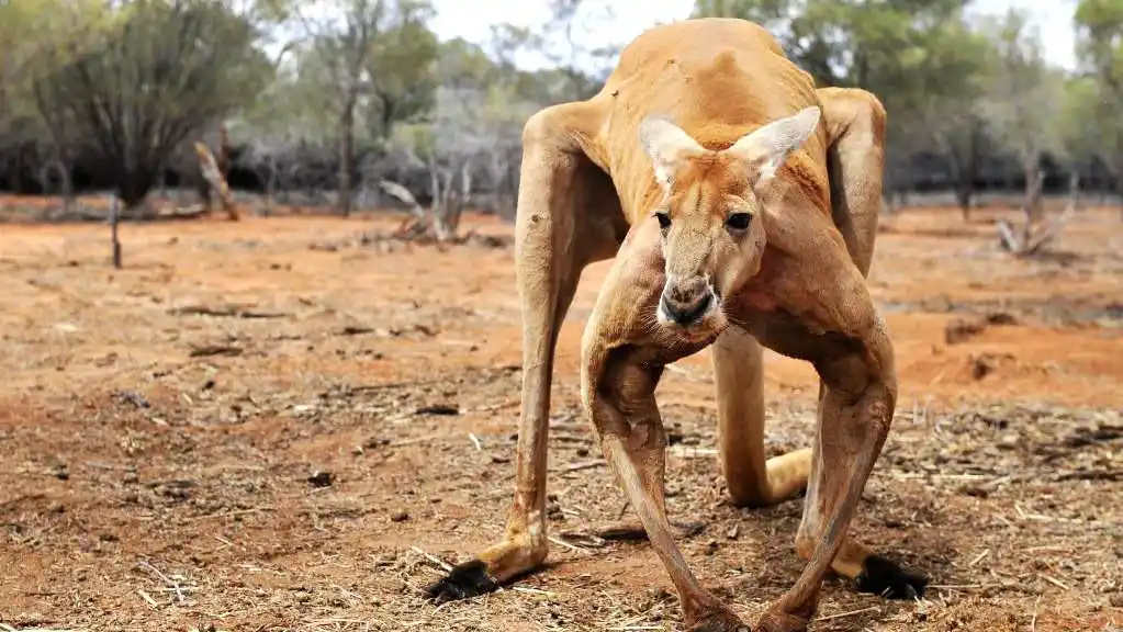 这只袋鼠因健美肌肉一举成名,12岁因病去世,令国际粉丝哀悼