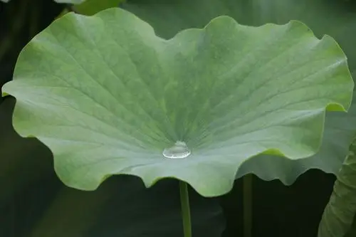 龙游河公园月牙池荷花齐争艳 写美篇光阴匆匆,初夏浅浅, 片片荷叶