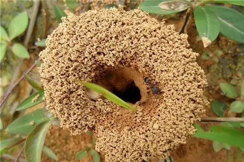 做梦梦见蚂蚁窝怎么回事?