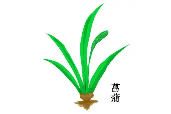 菖蒲的功效与作用 菖蒲的药用价值