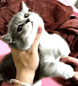 猫掐脖子扑腾的表情包