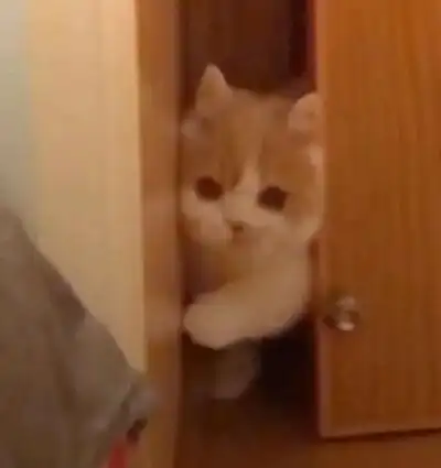 探头猫猫【表情包】