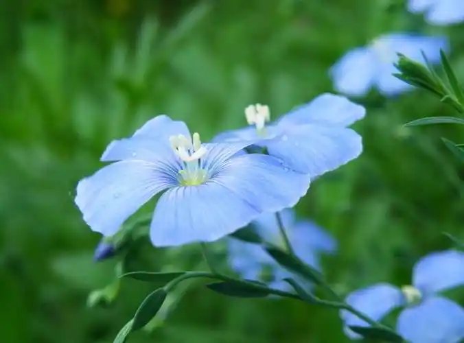 蓝亚麻花
