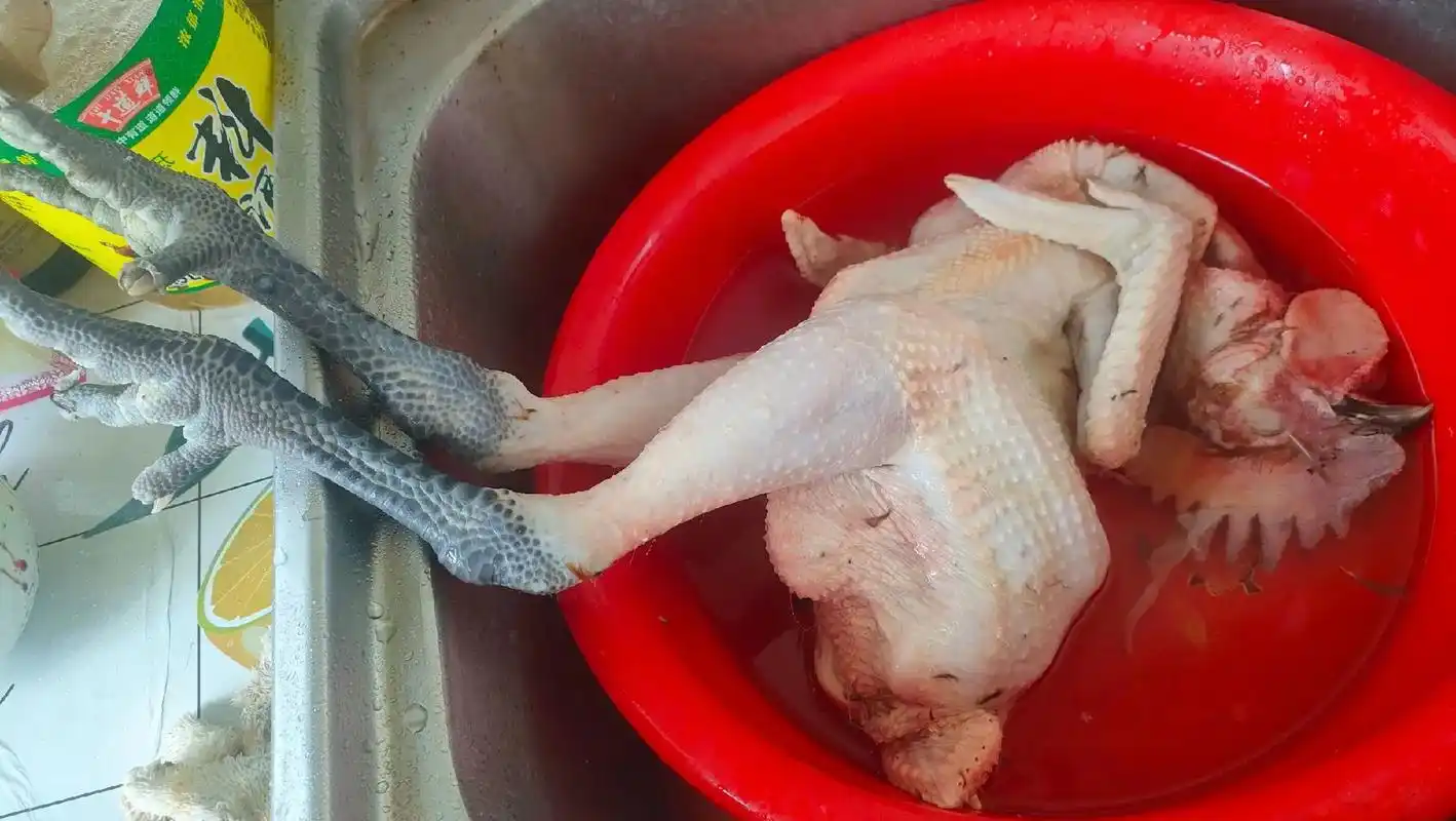 自己养的公鸡,拔毛后4.8斤 - 抖音