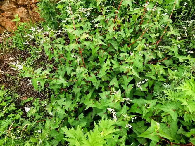 贵州威宁野生苦荞麦2021年7月9日贵州省毕节市威宁自治县野生中药材