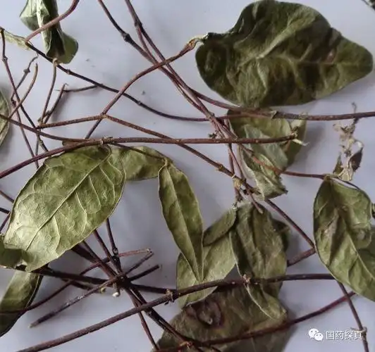 叶对生,有短柄;展平后叶片呈椭圆形或卵状披针形,长1～8cm,宽0.7～3.