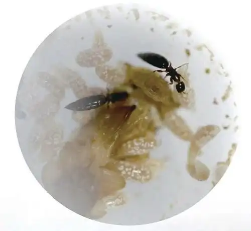 植物医生——寄生蜂