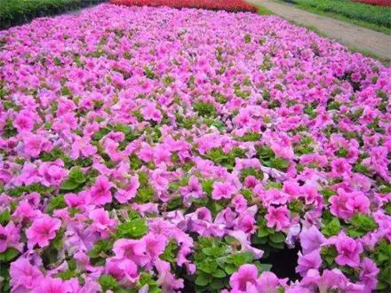 四季草花-山东青州草花批发市场电话_青州草花_青州草花批发