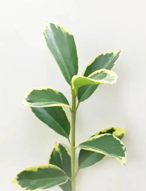 🌿金边大叶黄杨:园林中的璀璨明星🌱