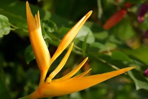 高傲的鹤望兰图片 花卉,鲜花,盆栽,鹤望兰