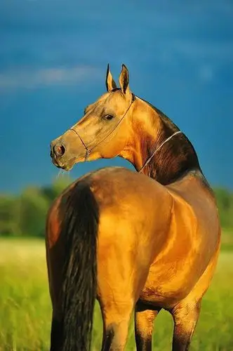 以梦为马 - long1833