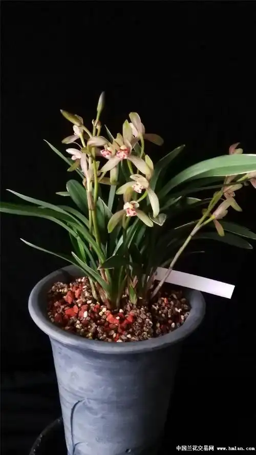 普花也养眼,花艺双全,漂亮的四季达摩-建兰篇-中国兰花交易网社区