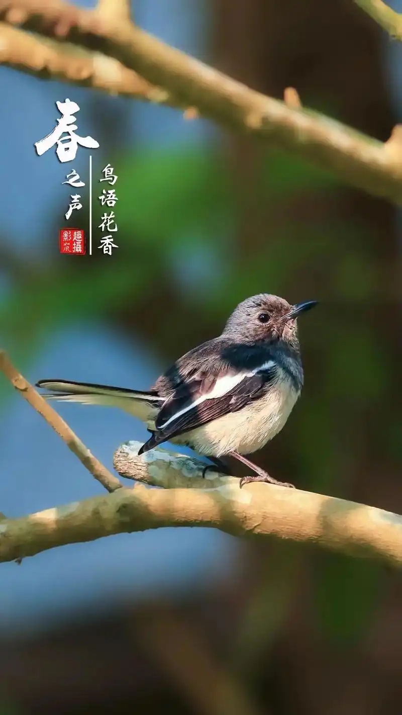 春日美好遇见漂亮的鹊鸲又名四喜鸟