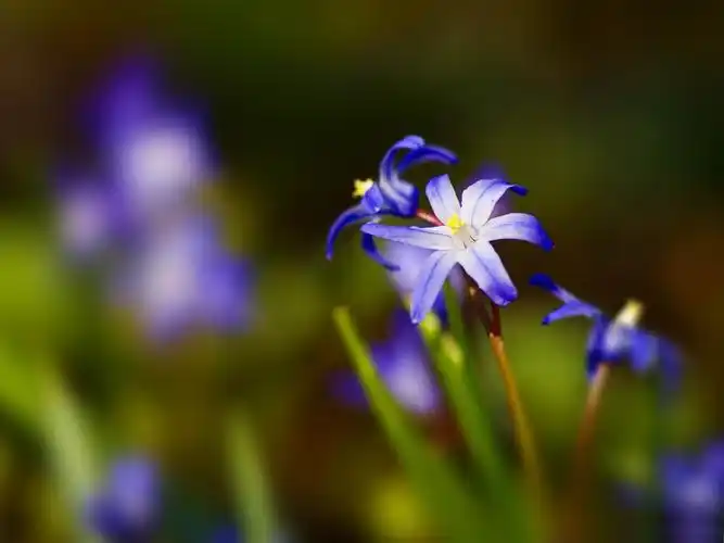 蓝花的背景虚化-植物高清照片壁纸