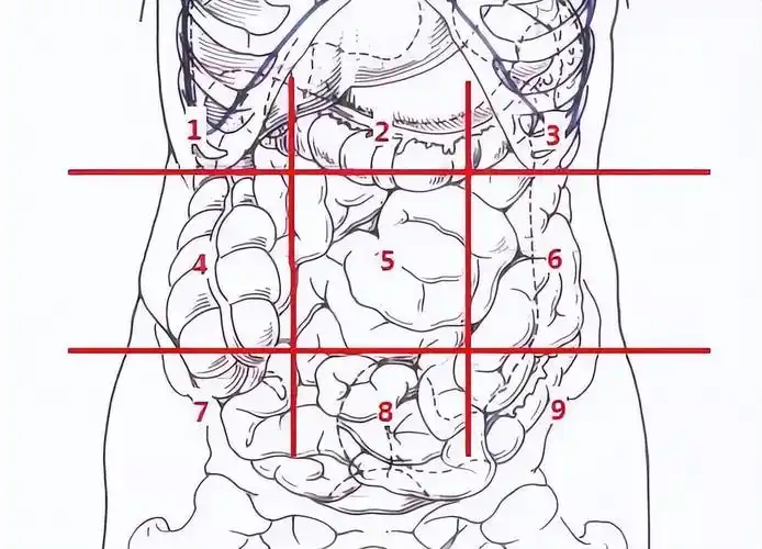 肚脐左侧是什么 肚子痛,到底是哪里痛?