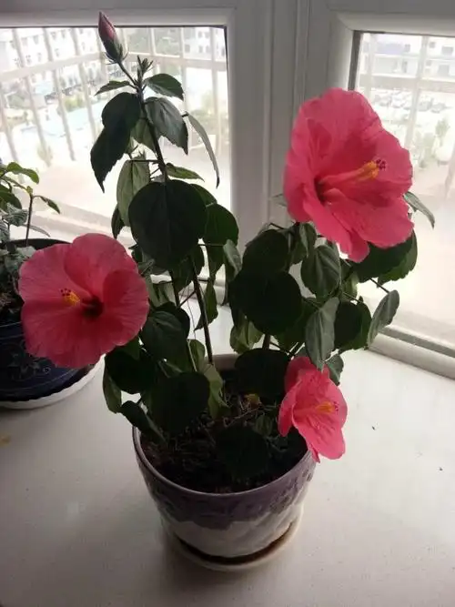 什么花四季都开(什么花四季都开又好看好养)