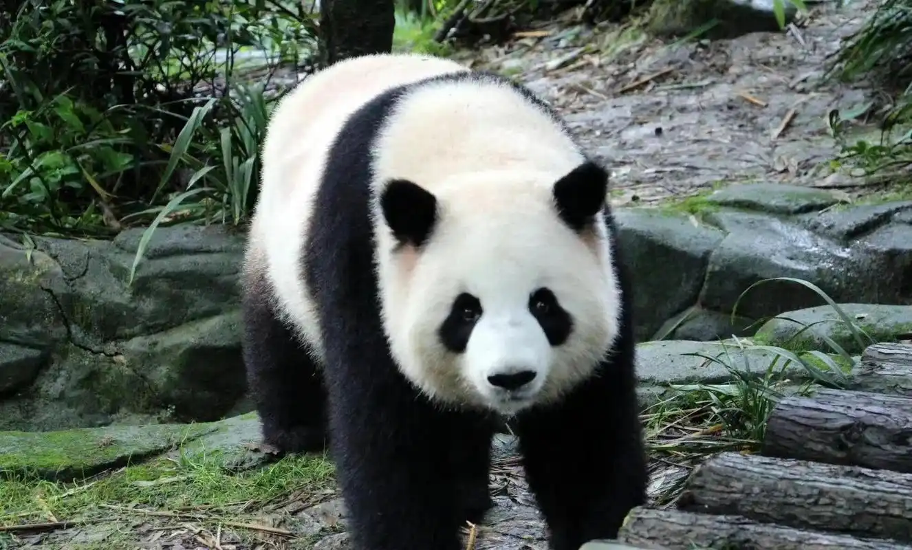 说起大熊猫花花,大家一定会想到,它是谭爷爷最爱的大胖孙女.