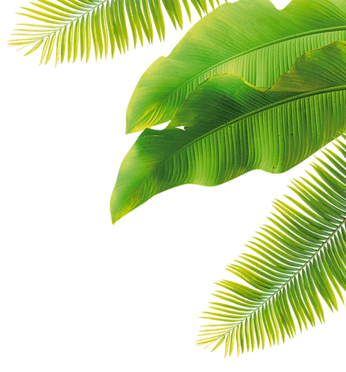 叶子png绿叶png免抠素材树叶png透明