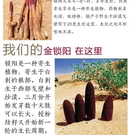 金锁阳肉苁蓉内蒙古阿拉善整根切片锁阳片搭配肉苁蓉锁阳淫羊藿滋补