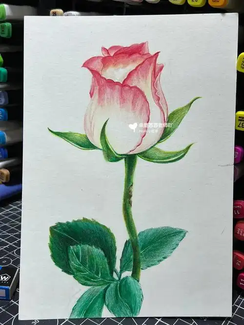 彩铅画粉玫瑰步骤水溶油性