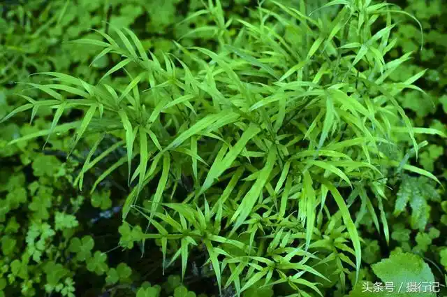 长在石缝里的"鸡脚草",可制作盆景,入药有清热止血解毒等功效