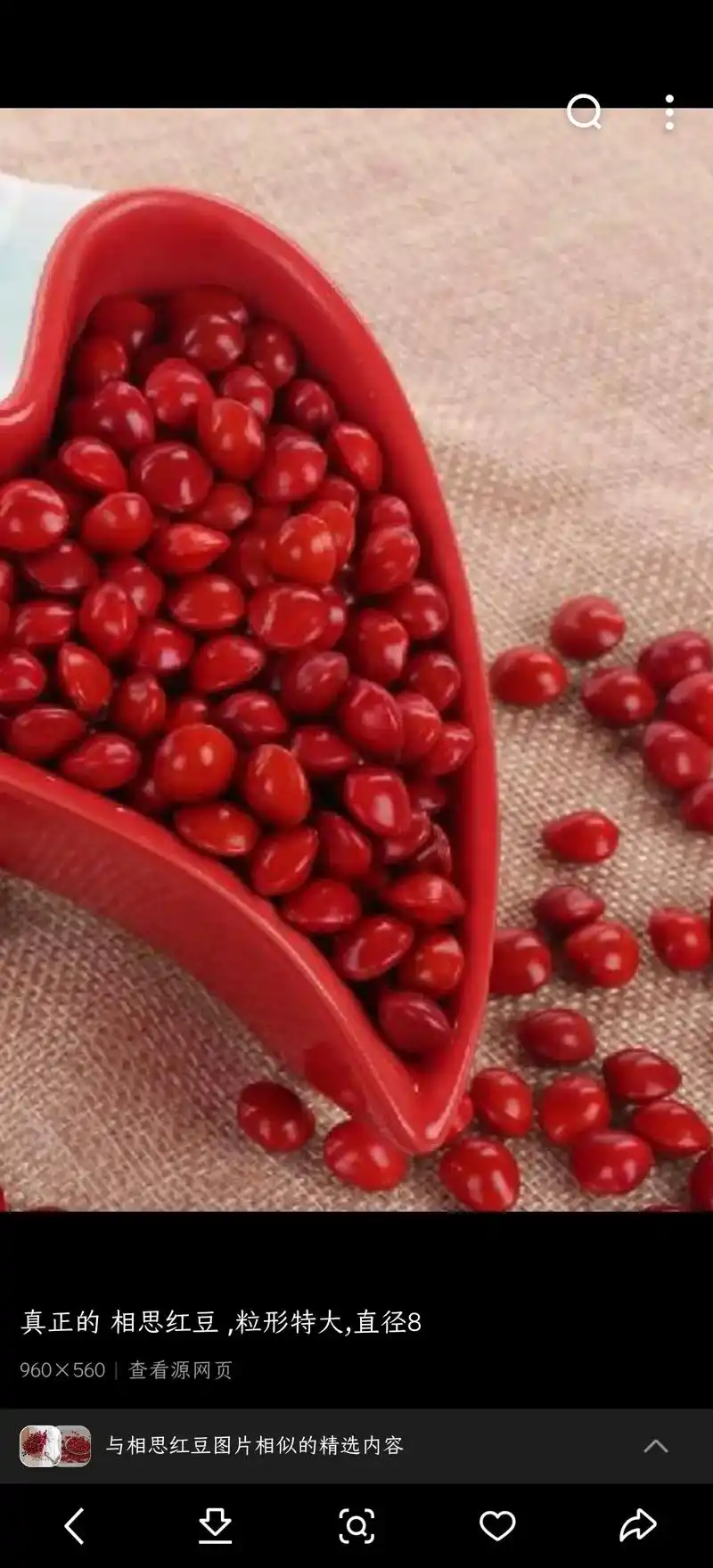相思红豆到底长什么样子? - 抖音