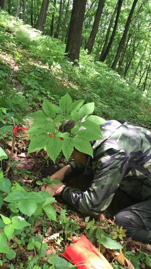 五品叶,二十年生野山参
