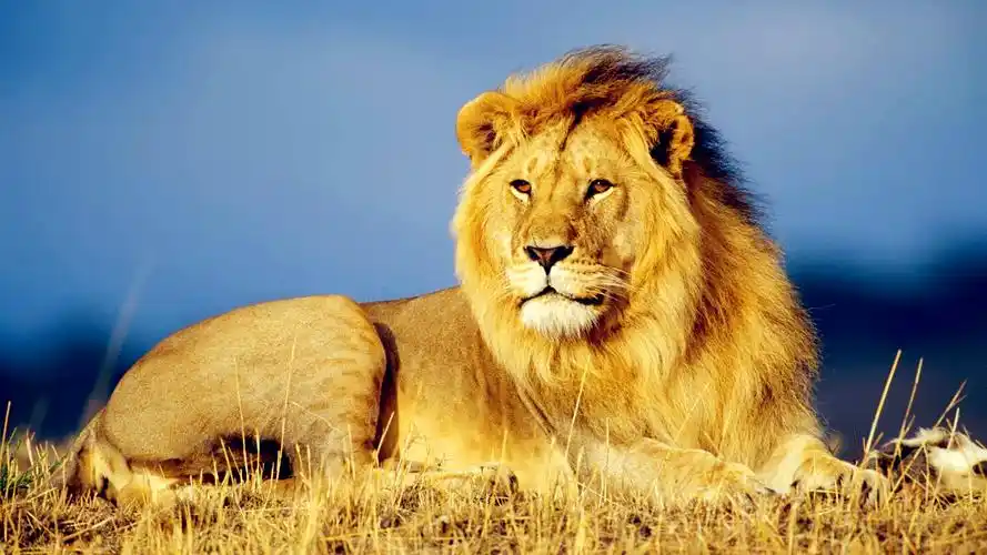 凶猛狮子威严壁纸_万兽之王的威严模样