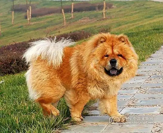 再瞧下我家的假黄獒