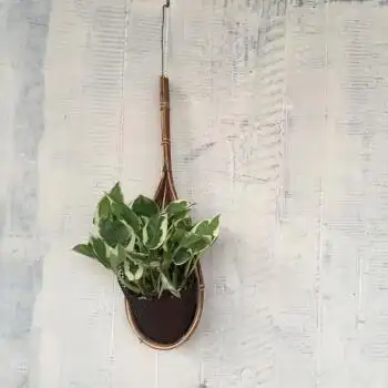 花明柳媚室内空气植物稀有珍珠玉绿萝品种 雪花葛绿萝180#110#90