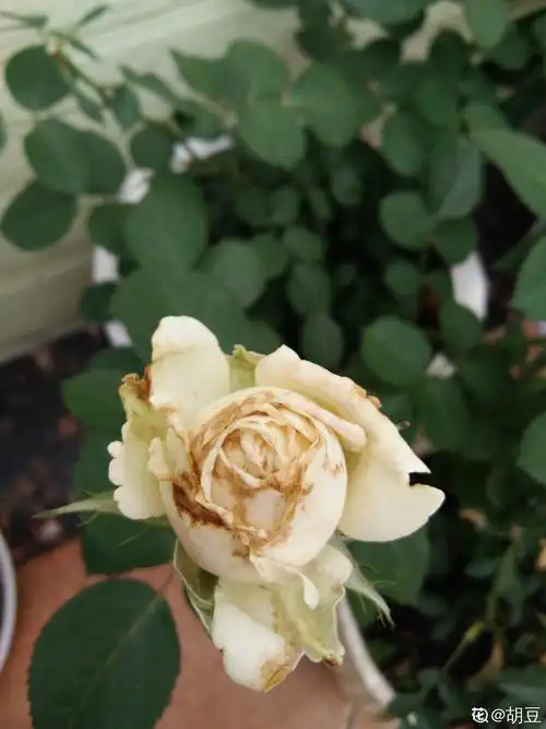 月季霜霉病在花朵上的样子