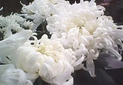 悼念奶奶一周年