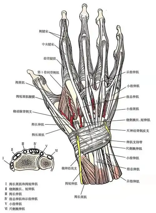 腕关节背侧入路的解剖应用和技巧详解