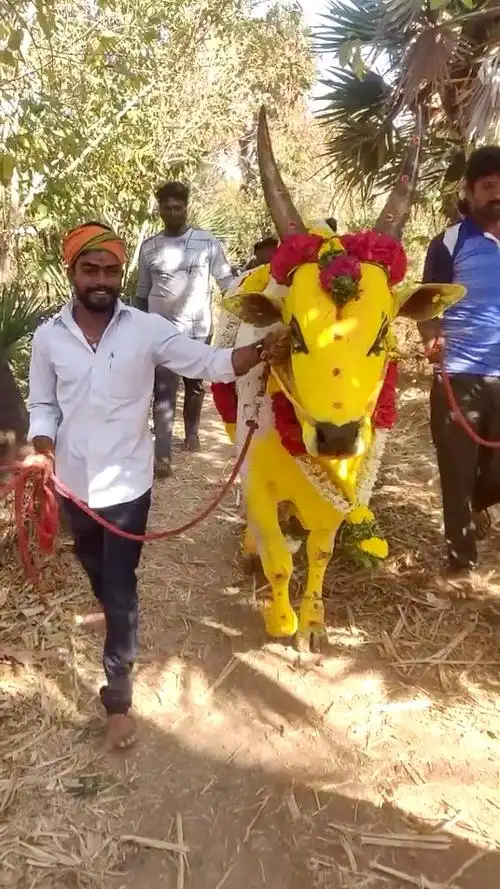 印度神牛,帅气的神牛有没有惊艳到你呢?