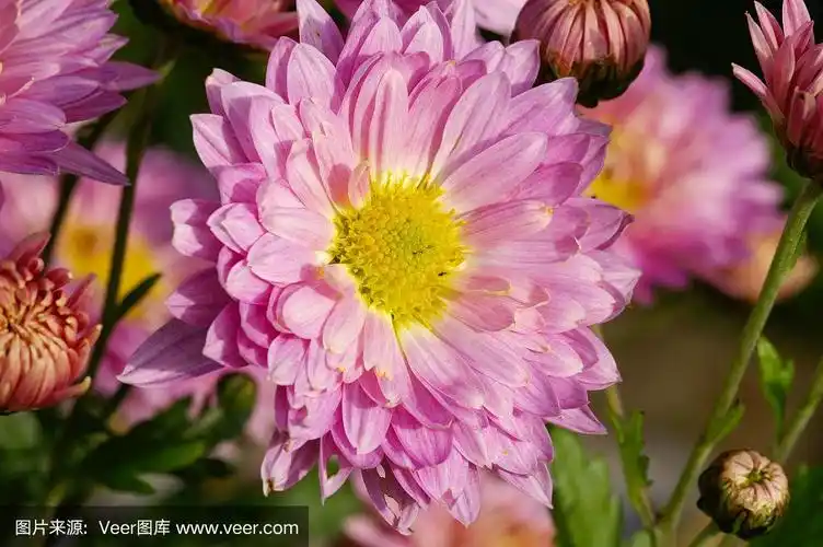 粉色米迦勒节雏菊