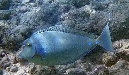 长吻鼻鱼 cháng wěn bí yú