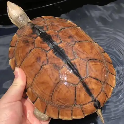 纯种金钱龟正宗宗南石龟小乌龟活体宠物观赏可食用龟