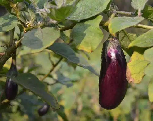 茄子发硬果实小,这些技巧掌握好,长大后果实会变得又大又鲜嫩