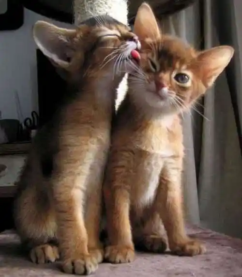 亲密- 堆糖,美图壁纸兴趣社区