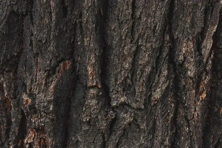 4mb 分辨率:  300 dpi 集图网 图片素材 背景花边 底纹背景 > 树皮