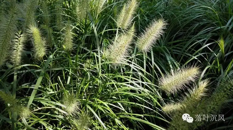 狼尾草(禾本科,狼尾草属)