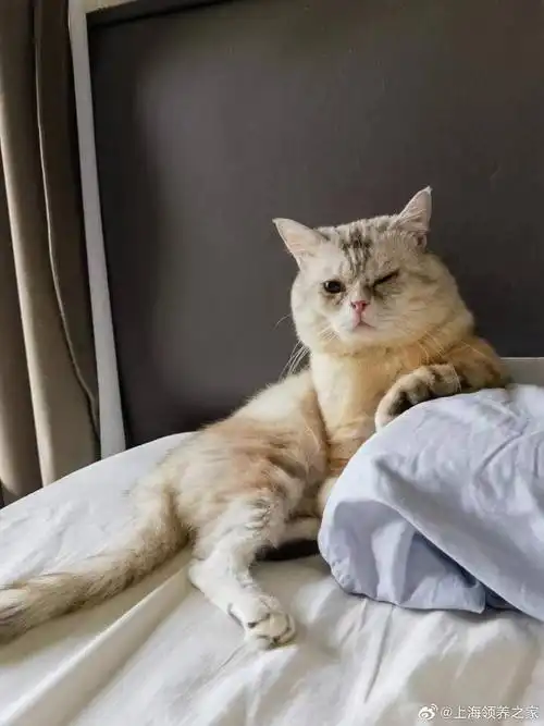 喜欢超级粘人,脾气好,怎么弄都不发脾气的小猫咪吗?兰香是最佳选择哦!