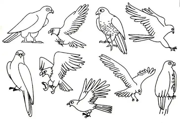 鹰简笔画大全及画法步骤_简笔画_ps家园网