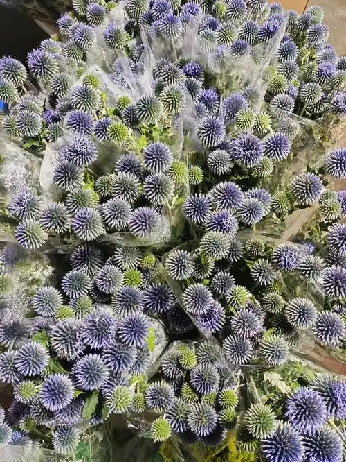 蓝星球实拍新鲜到货