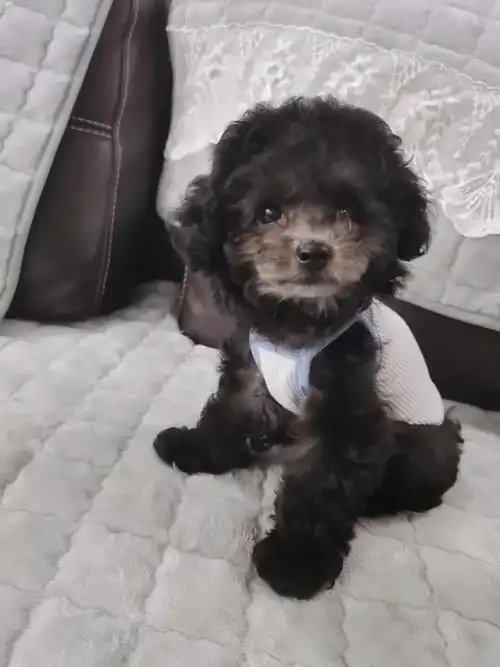 84天大灰泰迪宝宝